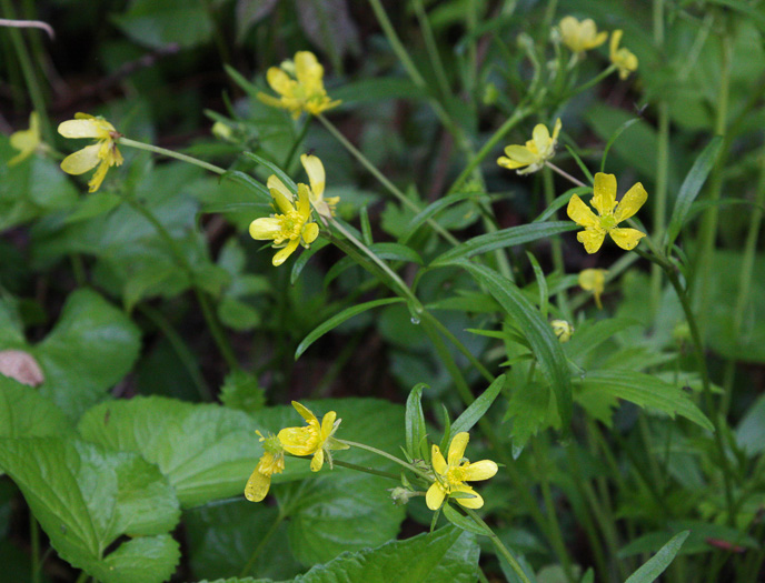 image of Ranunculus septentrionalis, Carolina Buttercup, Swamp Buttercup