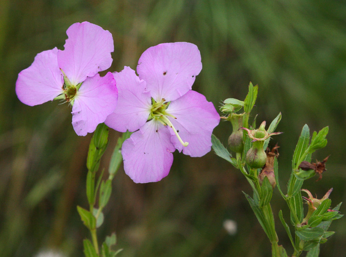 image of Rhexia aristosa, Awned Meadowbeauty, Bristly Meadowbeauty