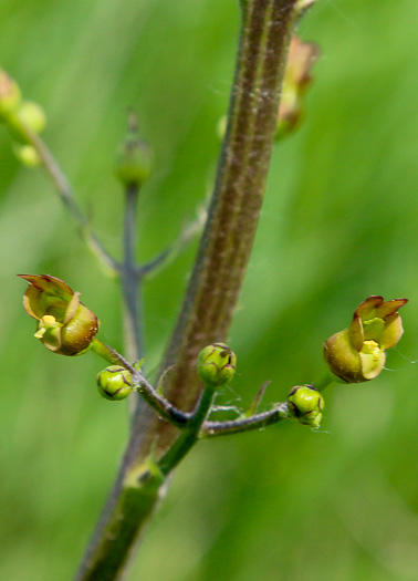 image of Scrophularia lanceolata, Hare Figwort, American Figwort, Lancelaf Figwort