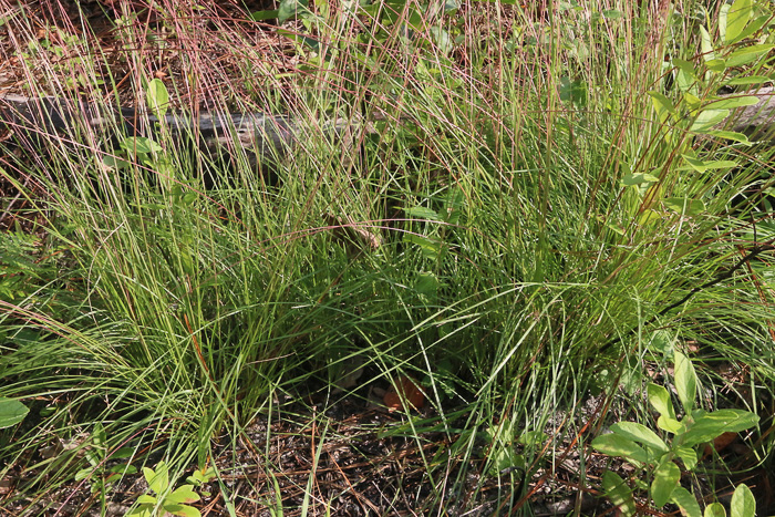 image of Sporobolus pinetorum, Carolina Dropseed, Savanna Dropseed