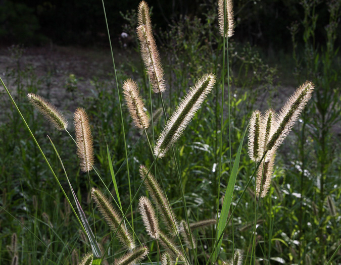 image of Setaria parviflora, Perennial Foxtail-grass, Knotroot Bristlegrass, Marsh Foxtail, Knotroot Foxtail