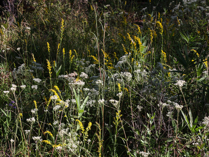 image of Solidago austrina, Southern Bog Goldenrod, Southern Goldenrod, Piedmont Wand Goldenrod