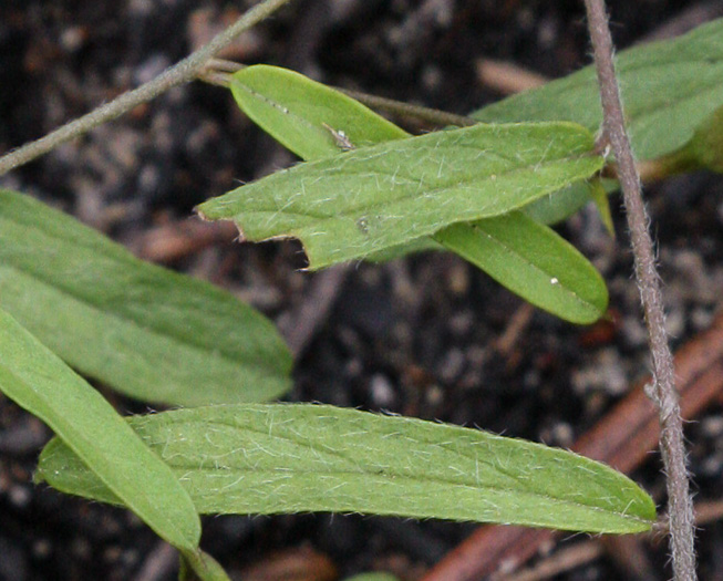 image of Stylisma angustifolia, Narrowleaf Dawnflower