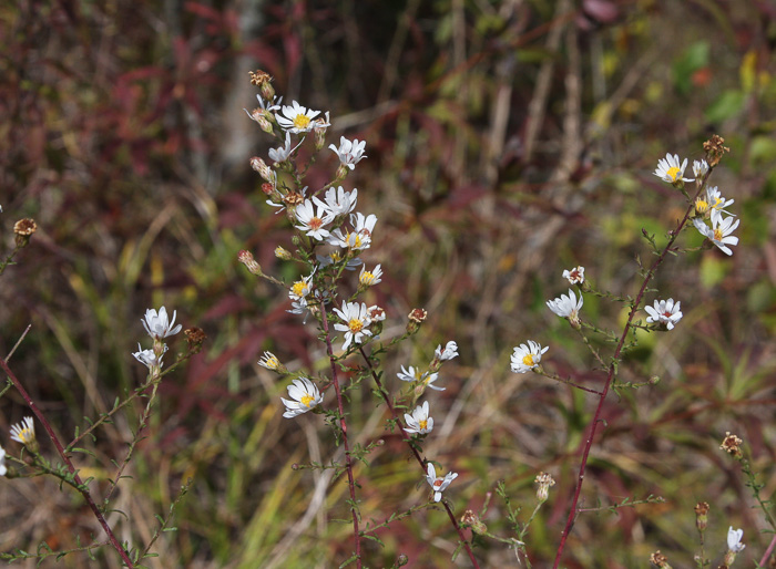 Symphyotrichum racemosum var. racemosum, Small White Aster