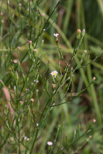 Symphyotrichum subulatum, Eastern Saltmarsh Aster, Annual Saltmarsh Aster