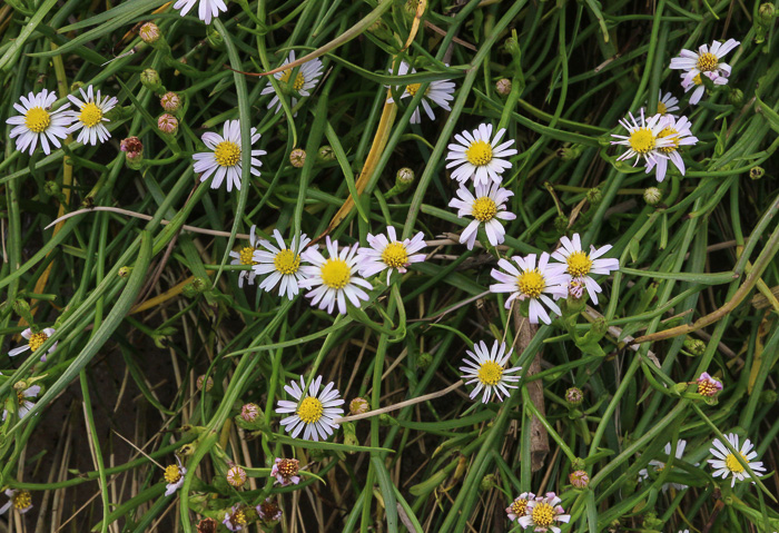 Symphyotrichum tenuifolium, Perennial Saltmarsh Aster