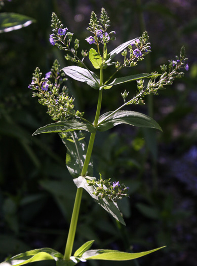 Veronica anagallis-aquatica, Water Speedwell, Brook Pimpernel