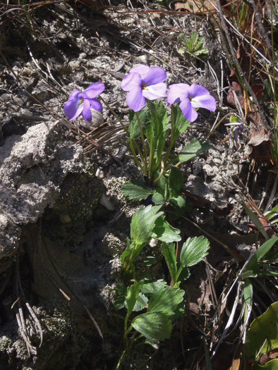 image of Viola pedata var. flabellata, Sandhills Birdsfoot Violet