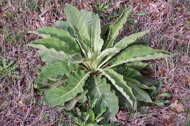 image of Verbascum phlomoides, Clasping Mullein, Orange Mullein
