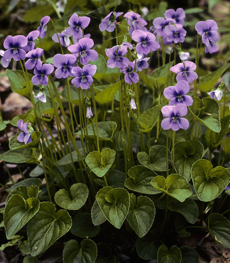 Namethatplant Net Viola Cucullata