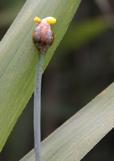 Xyris chapmanii, Chapman's Yellow-eyed-grass