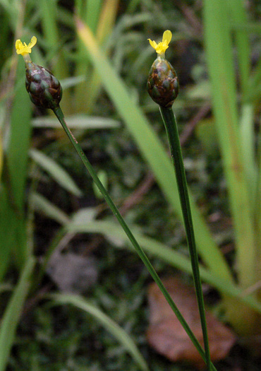 image of Xyris difformis, Flatstem Yellow-eyed-grass, Bog Yellow-eyed-grass