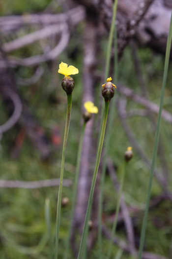 image of Xyris scabrifolia, Roughleaf Yellow-eyed-grass, Scabrous-leaved Xyris, Harper's Yellow-eyed-grass