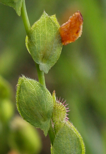 image of Zornia bracteata, Zornia, Viperina