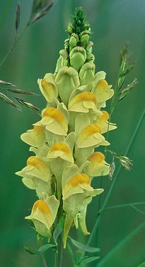 image of Linaria vulgaris, Butter-and-eggs, Yellow Toadflax, Wild-snapdragon