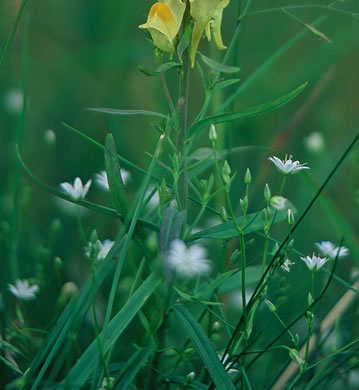 image of Linaria vulgaris, Butter-and-eggs, Yellow Toadflax, Wild-snapdragon