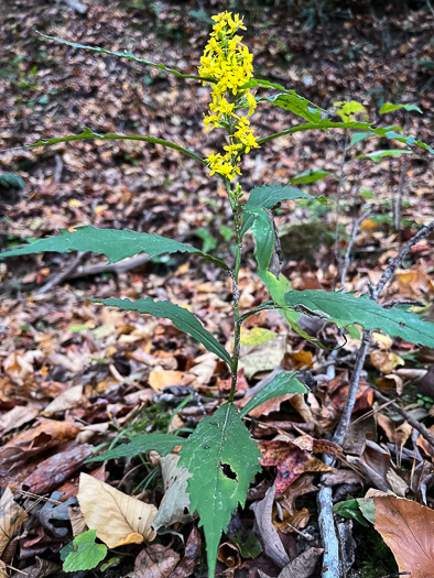 image of Solidago flaccidifolia, Appalachian Goldenrod, Mountain Goldenrod