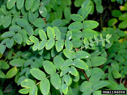 image of Caragana arborescens, Siberian Pea Shrub