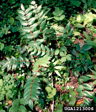 image of Mahonia nervosa, Cascade Oregon-grape, Cascades Mahonia