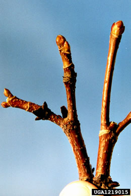 image of Acer platanoides, Norway Maple