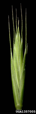 image of Elymus repens, Quackgrass, Dog-grass, Witchgrass