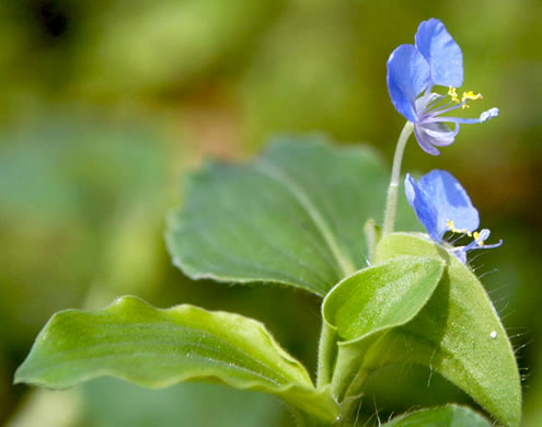 image of Commelina benghalensis, Tropical Spiderwort, Benghal Dayflower