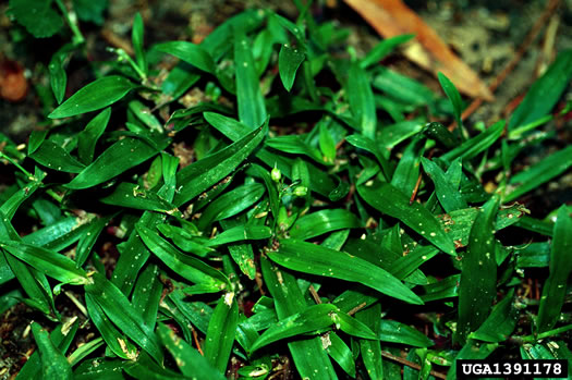 image of Murdannia nudiflora, Doveweed, Naked-stem Dewflower