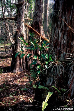 image of Ficus thonningii, Laurel Fig