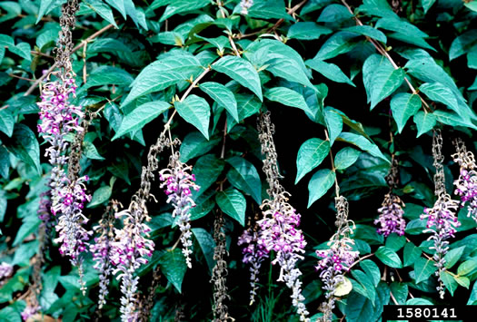 image of Buddleja lindleyana, Lindley's Butterflybush