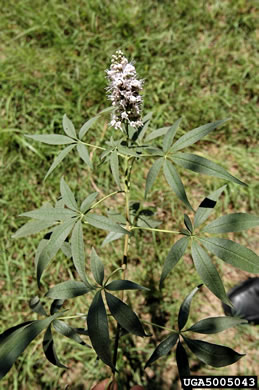 image of Vitex agnus-castus, Chaste-tree