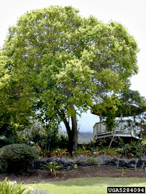image of Camphora officinarum, Camphortree