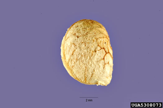 image of Rhodotypos scandens, Jetbead