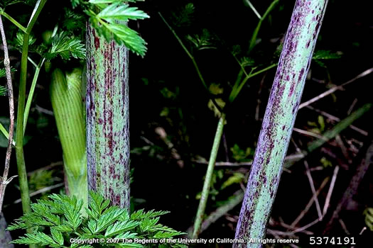 image of Conium maculatum, Poison Hemlock