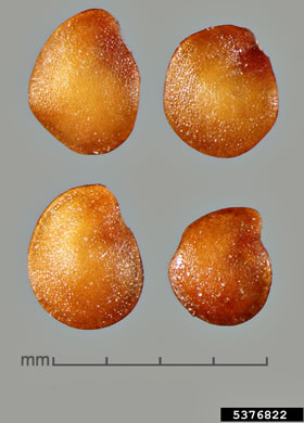 image of Solanum viarum, Tropical Soda-apple
