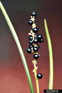 image of Liriope muscari, Liriope, Big Blue Lily-turf