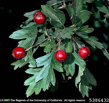 image of Crataegus monogyna, English Hawthorn, Singleseed Hawthorn, One-seeded Hawthorn
