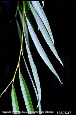 image of Salix babylonica, Weeping Willow