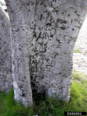 image of Ficus thonningii, Laurel Fig