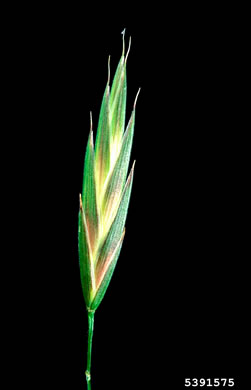 image of Bromus catharticus var. catharticus, Rescue Grass