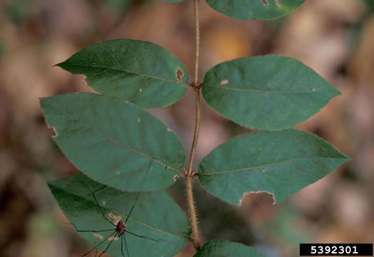 image of Lonicera standishii, Standish's Honeysuckle