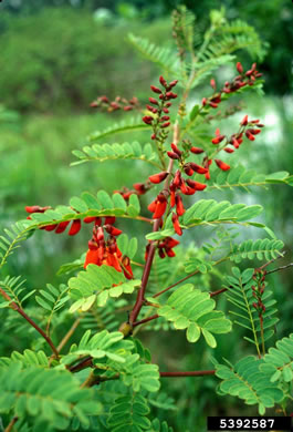 image of Sesbania punicea, Rattlebush, Purple Sesban, Scarlet Wisteria-tree, Red Sesban