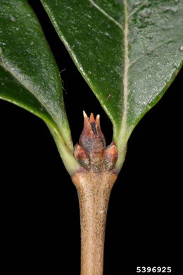 image of Ligustrum ovalifolium, California Privet