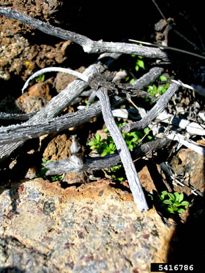 image of Arenaria serpyllifolia, Large Thymeleaf Sandwort