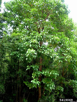 image of Bischofia javanica, Japanese Bishopwood, Javawood, Toog, Uriam