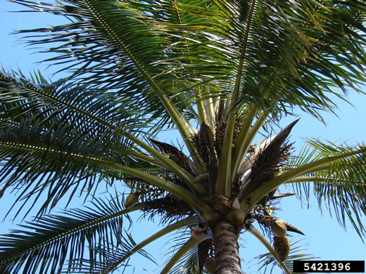 image of Cocos nucifera, Coconut Palm