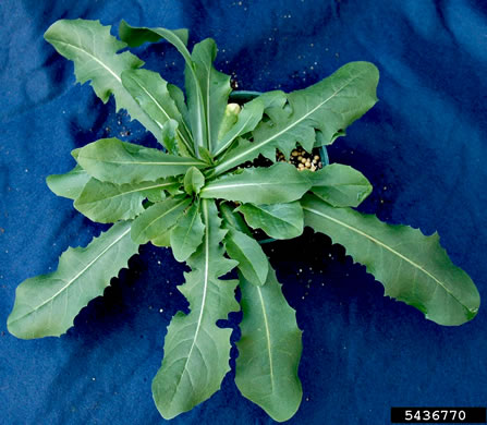 image of Cichorium intybus, Chicory, Blue Sailors, Succory