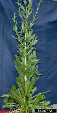image of Cichorium intybus, Chicory, Blue Sailors, Succory