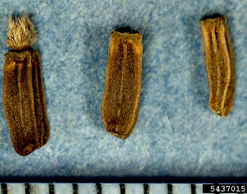 image of Dipsacus laciniatus, Cutleaf Teasel