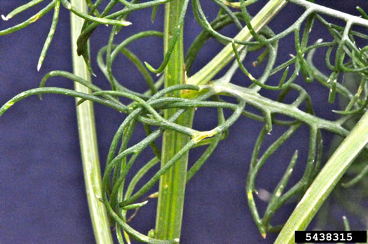 image of Tripleurospermum inodorum, Scentless Chamomile, False Chamomile, Mayweed