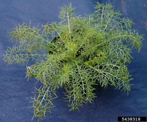 image of Tripleurospermum inodorum, Scentless Chamomile, False Chamomile, Mayweed